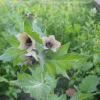 Fekete Blenum
