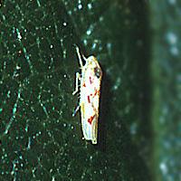 Stolbur paprika