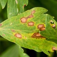 A krizantémok Septoria levélfoltossága