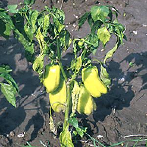 Stolbur paprika