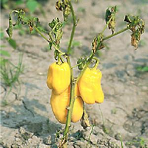 Stolbur paprika
