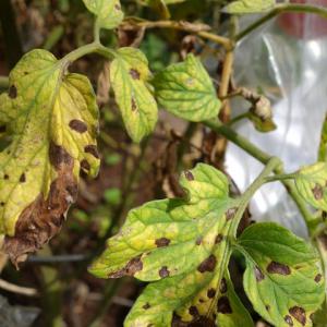 A paradicsom Septoria blightja