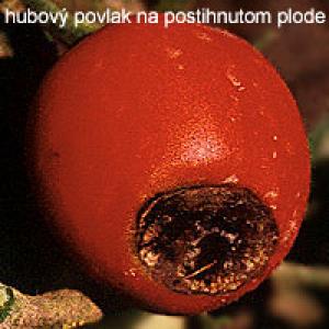 Paradicsom gyümölcshegy rothadás