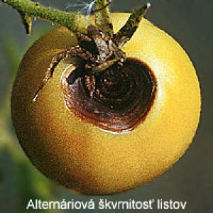 Paradicsom gyümölcshegy rothadás