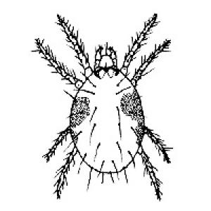 A Mite