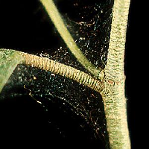 A Mite