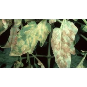 Cladosporium blight of tomato (paradicsom fekete foltosság)