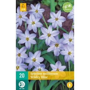 Ipheion Uniflorum Wisley Blue 'C'