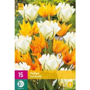 Tulipán napfürdő 'D'