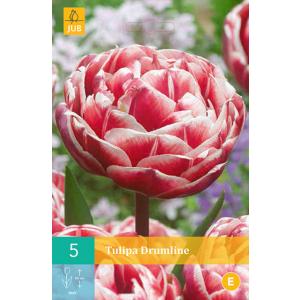 Tulipán dobcsapat 'C'