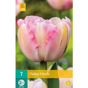 Finola 'C' tulipán