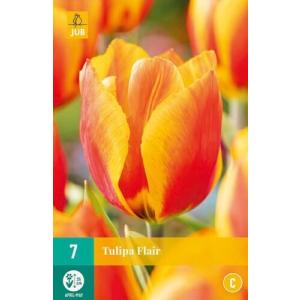 Tulipán Flair 'C'
