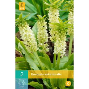 Chocholatice Eucomis AUTUMNALIS 'C'