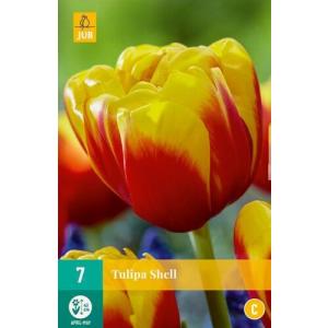 Tulipánhéj 'C'
