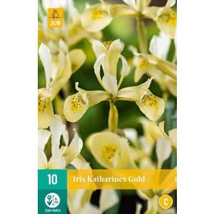 Iris Iris Katharines Gold 'C' Írisz