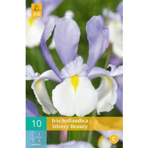 Iris Iris Iris Silvery Beauty 'B'