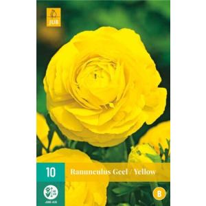 Ranunculus Ranunculus sárga 'B'