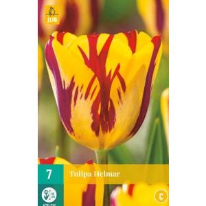 Tulipán Helmar 'C'