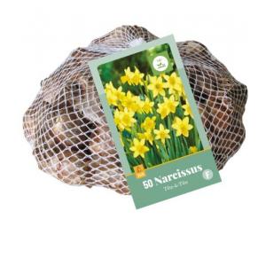 XXL nárcisz Téte A Téte 50 hagyma