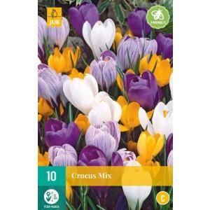 Crocus nagy virágzó keverék 'C'