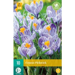 Crocus Pickwick "C"