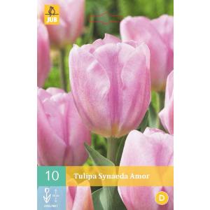 Synaeda Amor 'C' tulipán