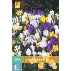 Crocus fajok "B" keveréke