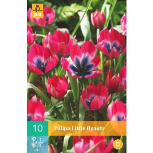 Tulipán Kis szépség 'B'