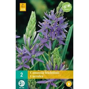 Camassia Leichtlinii Caerulea 'B'