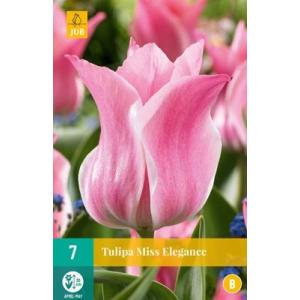 Tulipán Miss Elegance 'C'