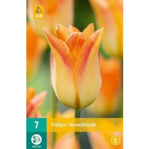 Tulipán Holdpiros 'C'