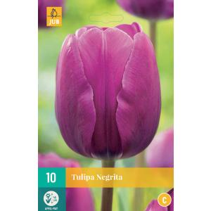 Tulipán Negrita 'C'