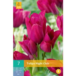 Tulipán éjszakai klub "C"
