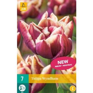 Tulip Wyndham "C"