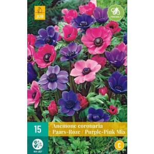Veternica Anemone Coronaria Puprle Pink 'C'