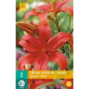 Liliom Asiatic Red 'C'