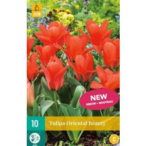 Tulipán Oriental Beauty 'C'