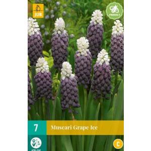 Modrica Muscari szőlő jég "C"