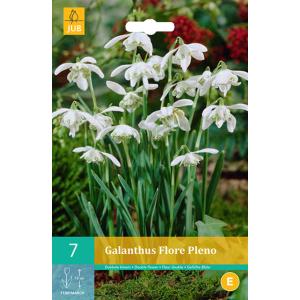Hóvirág Galanthus Flore Pleno 'C'