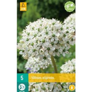 Fokhagyma Allium Nigrum 'B'