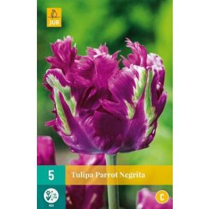 Tulipán papagáj Negrita 'C'