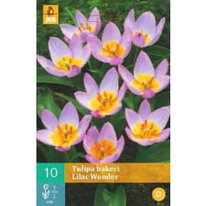 Tulipán Bakeri Lila Csoda 'B'