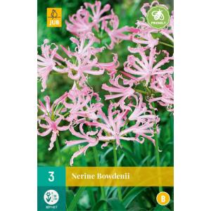 Nerine Bowden "B"