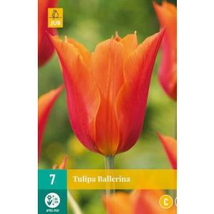 Tulipán balerina 'C'