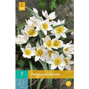 Tulip Polychroma 'C'