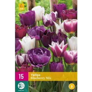 Tulipán Áfonya Mix 'E'