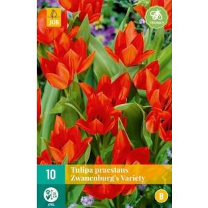 Tulipán Praestans Zwanenburg 'B' fajta