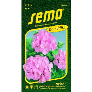 Pelargonium mag csíkos rózsaszín 11s
