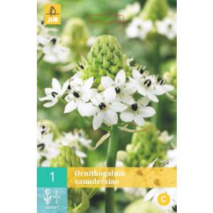 Saunders fade-owl Ornithogalum "B"