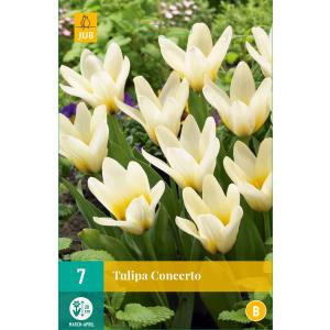 Tulipánverseny "B"